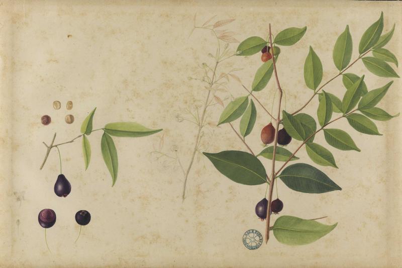 Ilustração botânica de frutos e folhas de planta do Nordeste brasileiro, from the Cordel collection