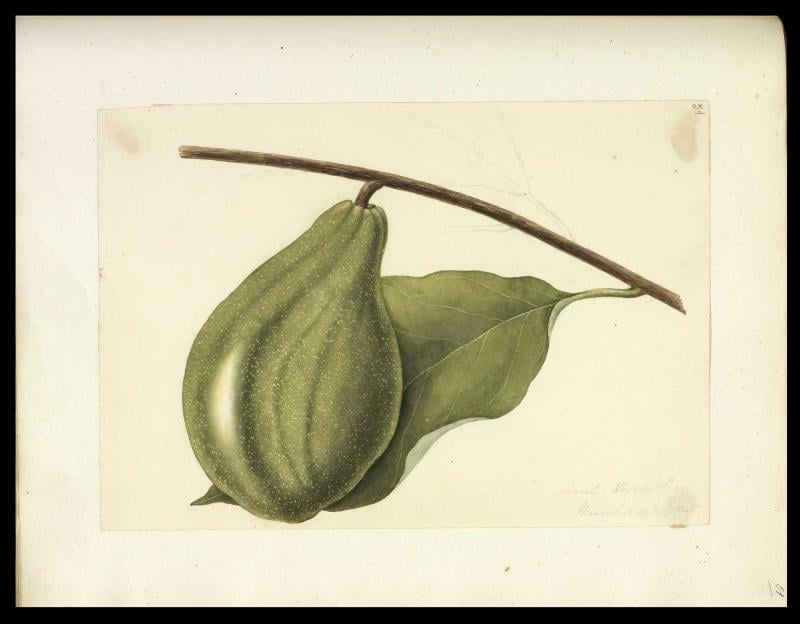 Desenho de fruta verde com folhas, from the Cordel collection