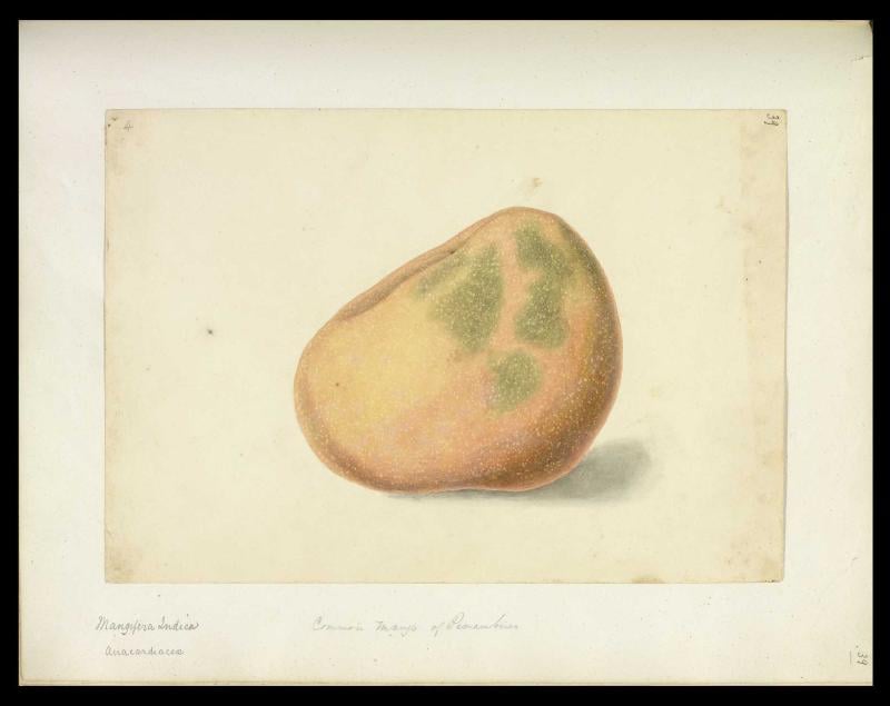 Ilustração de fruta na tradição da xilogravura de cordel