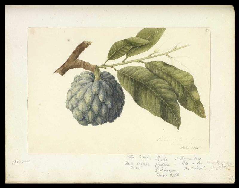 Ilustração Botânica de Atemoia com Folhas, from the Cordel collection
