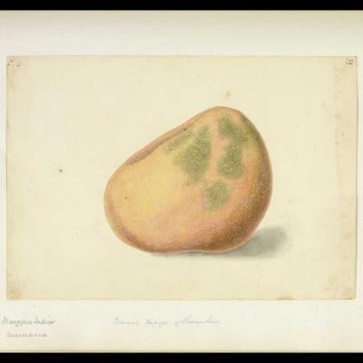 Ilustração botânica de fruta com manchas verdes, from the Engraving collection