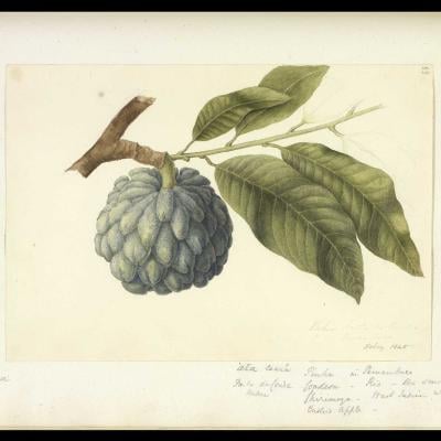 Ilustração botânica de Atemóia com folhas, from the Engraving collection
