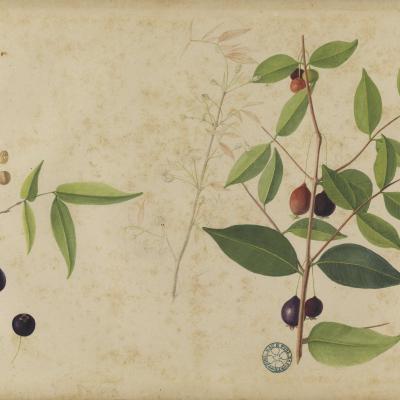 Ilustração botânica de frutos e folhas de planta tropical, from the Engraving collection