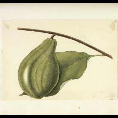 Ilustração de fruta com folhas em gravura do século XIX, from the Engraving collection
